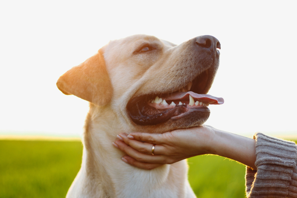 Dogs can break their teeth and injure their gums when chewing bones.
