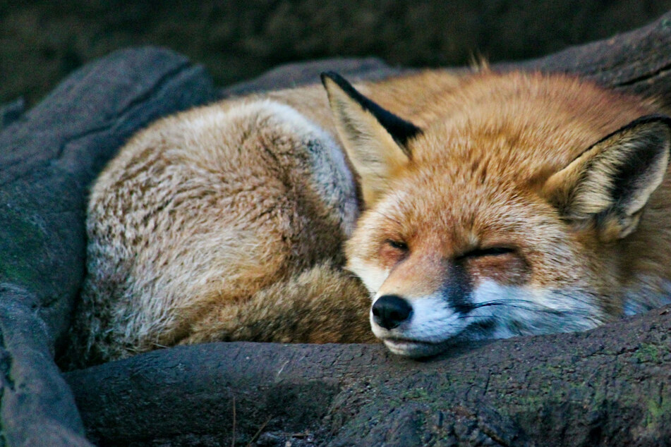 Fantastic Mr. Stowaway: Fox sneaks onto ship from the UK to New York!