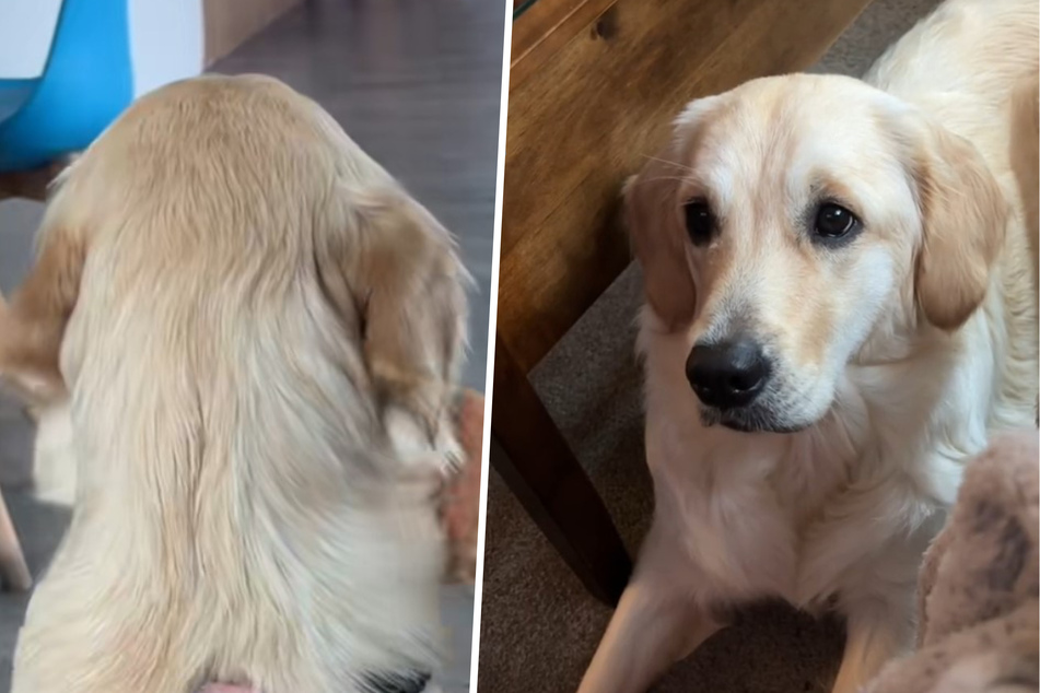 Dog owner fears the worst when her pet starts behaving strangely!