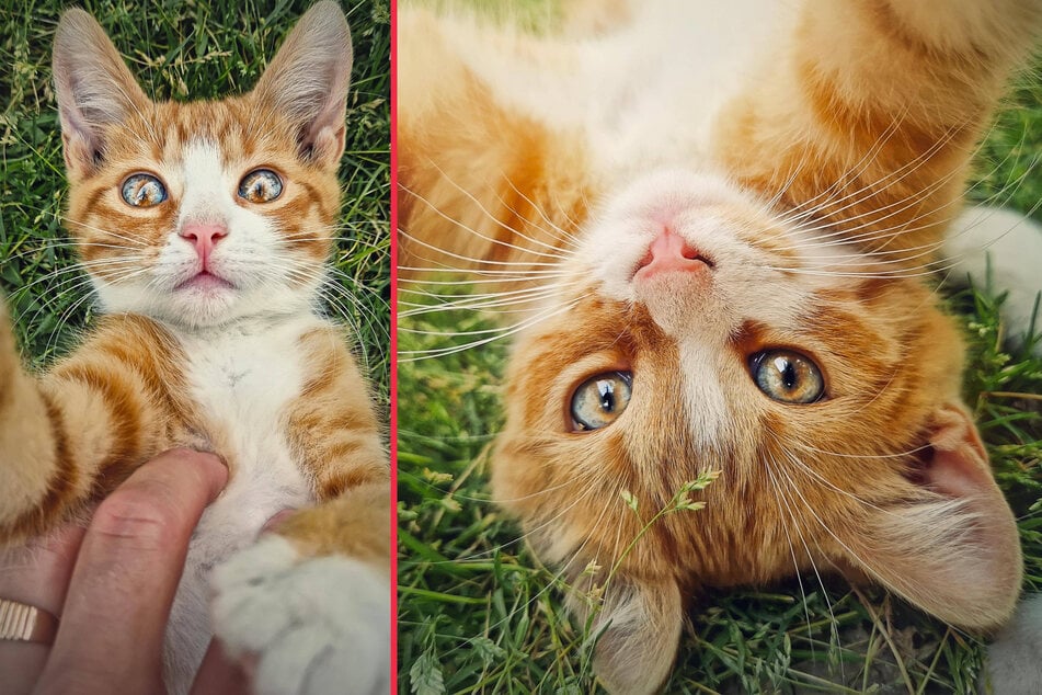 How to tell if your cat is happy: Signs of a happy cat