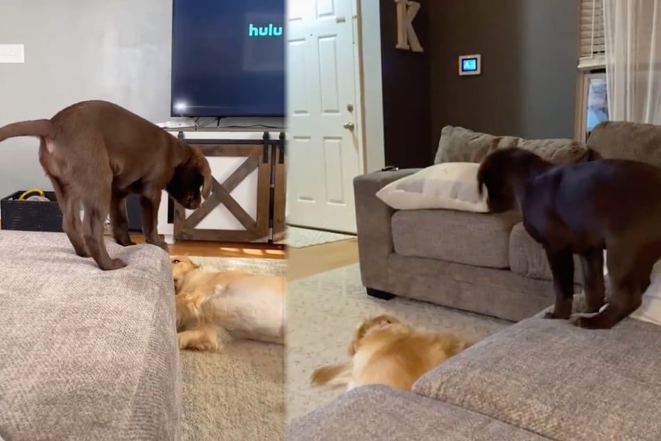 Monday night PAW: puppy pals go viral with hilarious wrestling routine