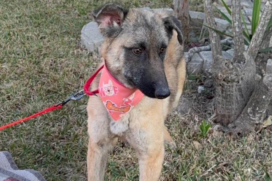 Toto has made a remarkable transformation since he was first found.