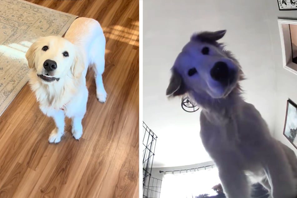 Foiled again! Dog's epic pet crate escape gets caught by the pet camera
