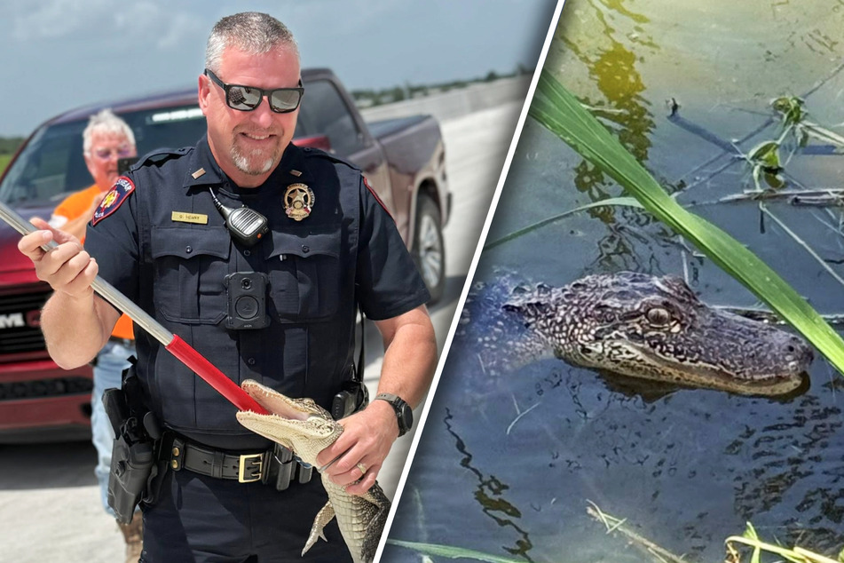 Alligator wanders onto construction site – and what happens next leaves everyone amazed!