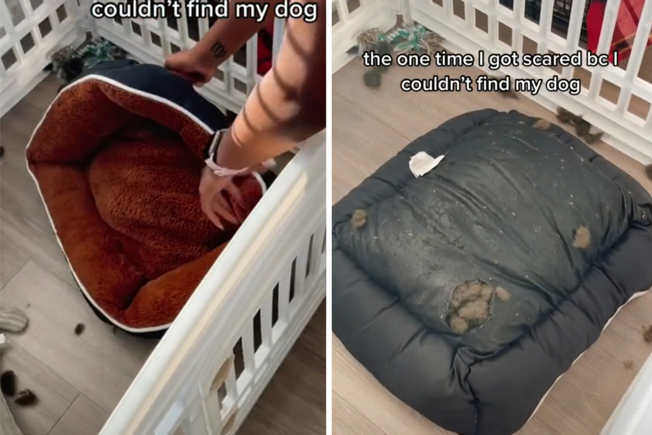 Kei couldn't find her dog Tazzy anywhere until she noticed strange sounds coming from the dog's bed.
