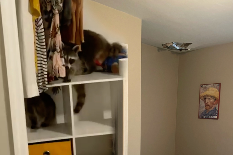 When Haley Iliff returned home, she suddenly had some new roommates!