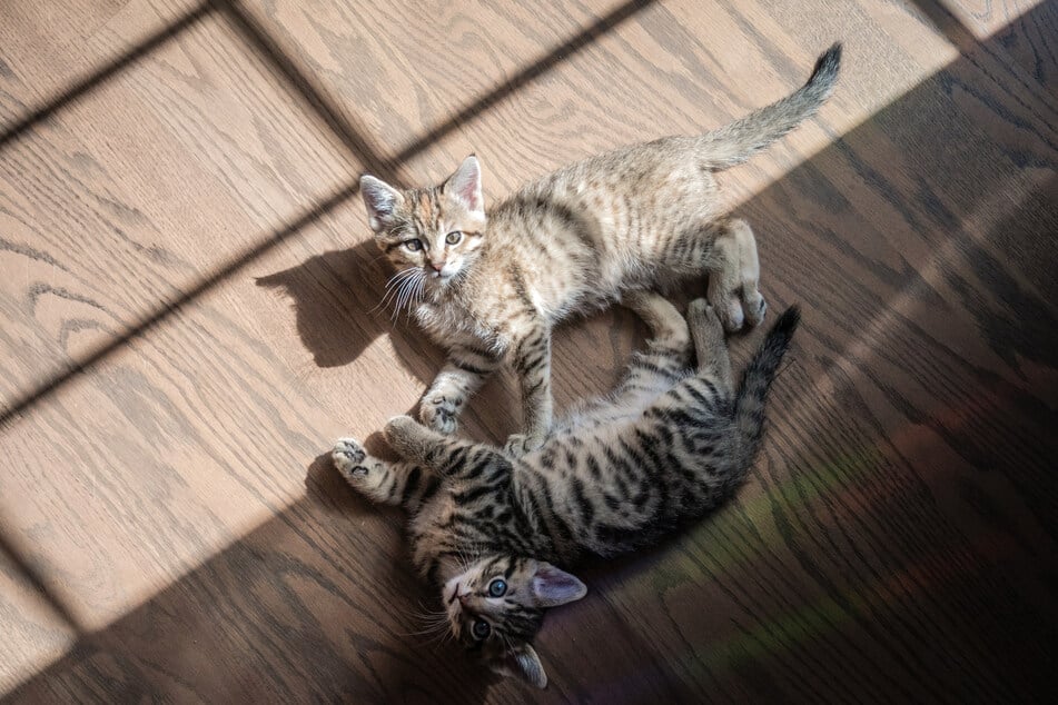 Ocicats are adorable little kitties, and unlikely to trigger a severe allergy attack.