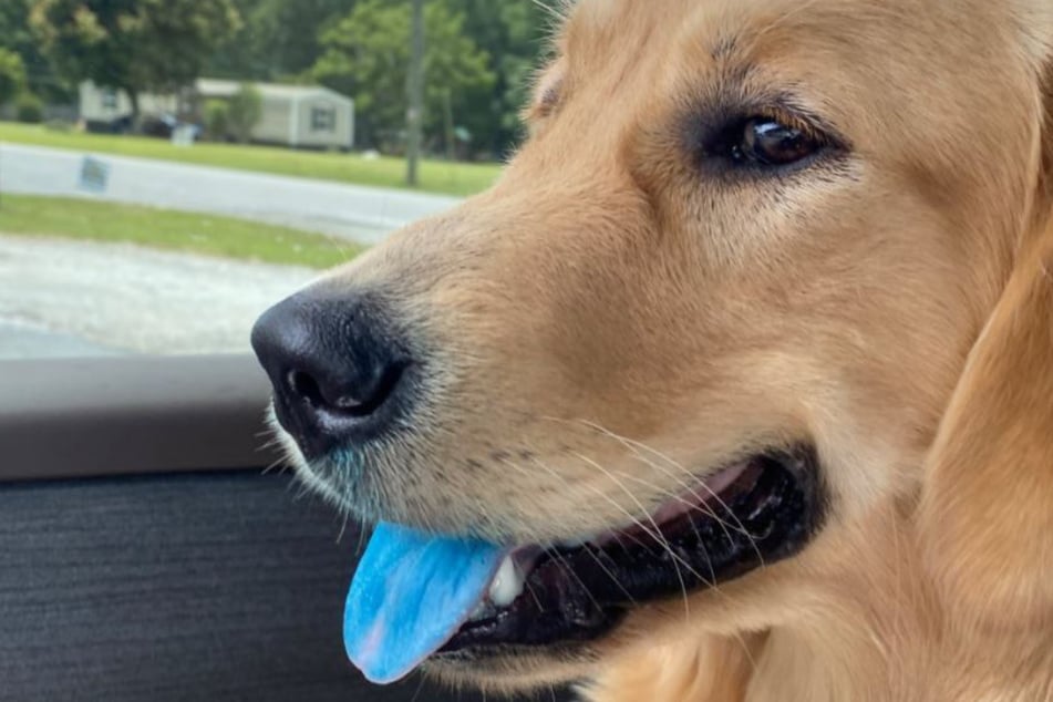 Lily's bright blue tongue mishap has captivated animal lovers and fans on the internet.