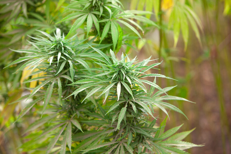 Unionized cannabis workers at three dispensaries in Illinois are on strike demanding better wages and working conditions (stock image).