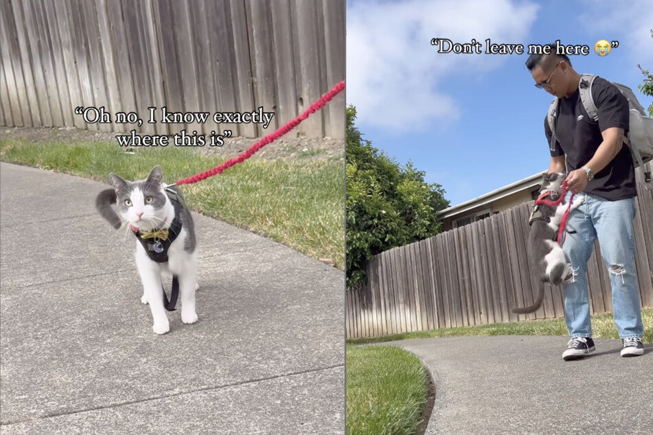 When Leo the cat recognizes the place where he was once rescued, he suddenly wants to be very close to his owner.