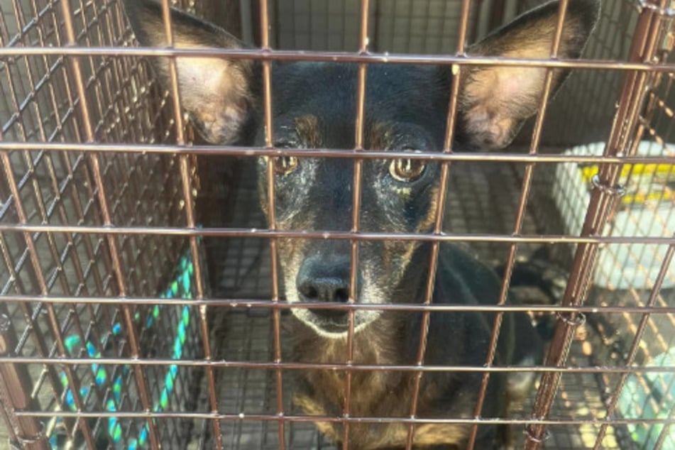 The stray dog is finally safe after an epic chase.
