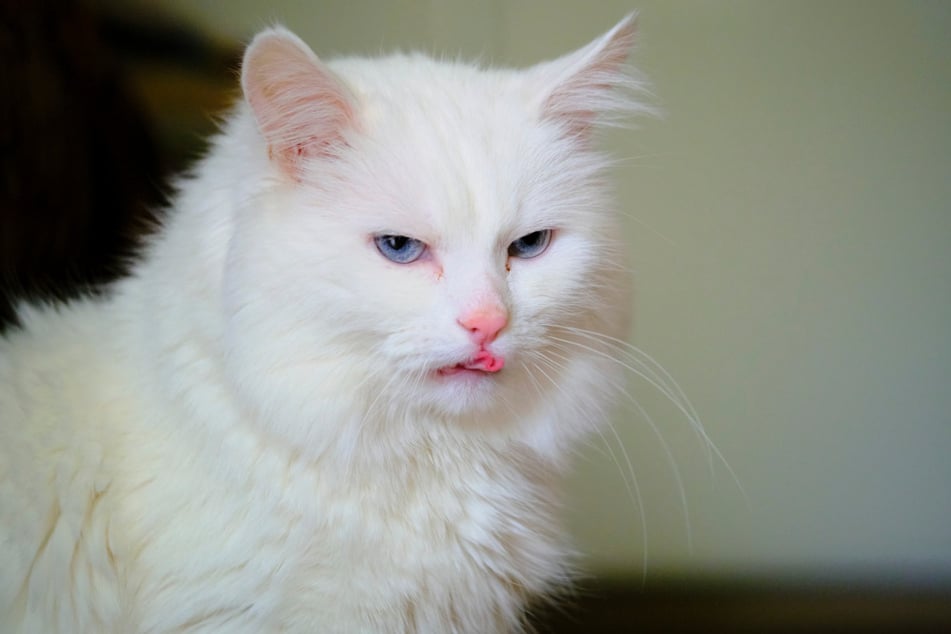 Cats could start snacking on their deceased owners if are hungry enough.