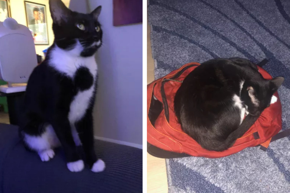 Penny the cat is constantly on the move, but she also needs a break or two every now and then!