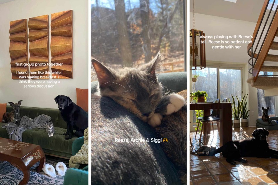 The dogs let Siggi the cat hang out with them, and ever-patient Reese the dog even lets her bat his tail around!