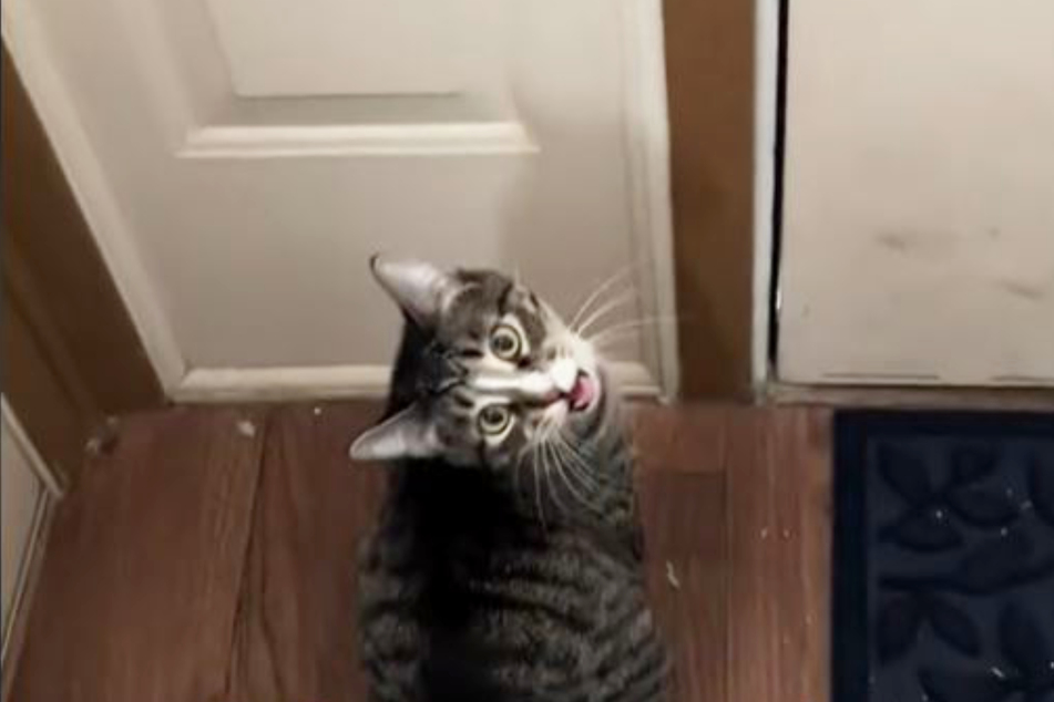 This aggressive mama cat was almost put to sleep. Luckily, she got a second chance and a baby human to love!