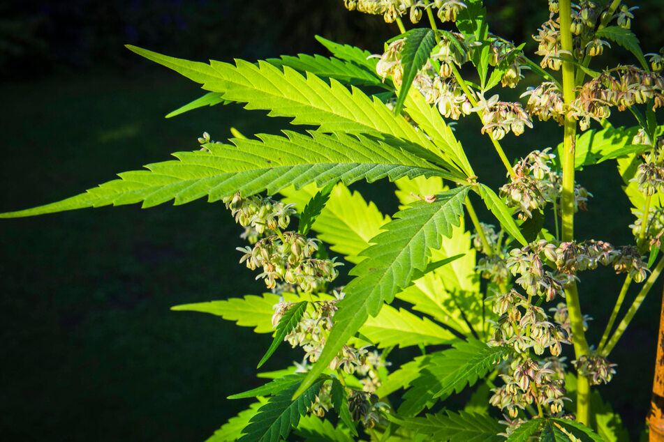 Up in smoke! Authorities destroy one million marijuana plants in California crackdown