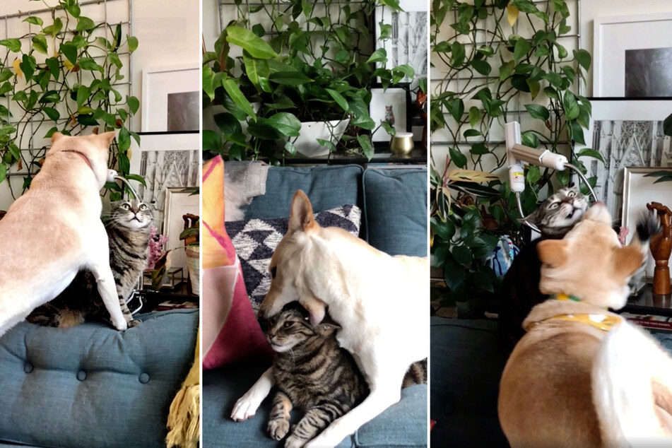 The dog just won't let the cat relax (collage).