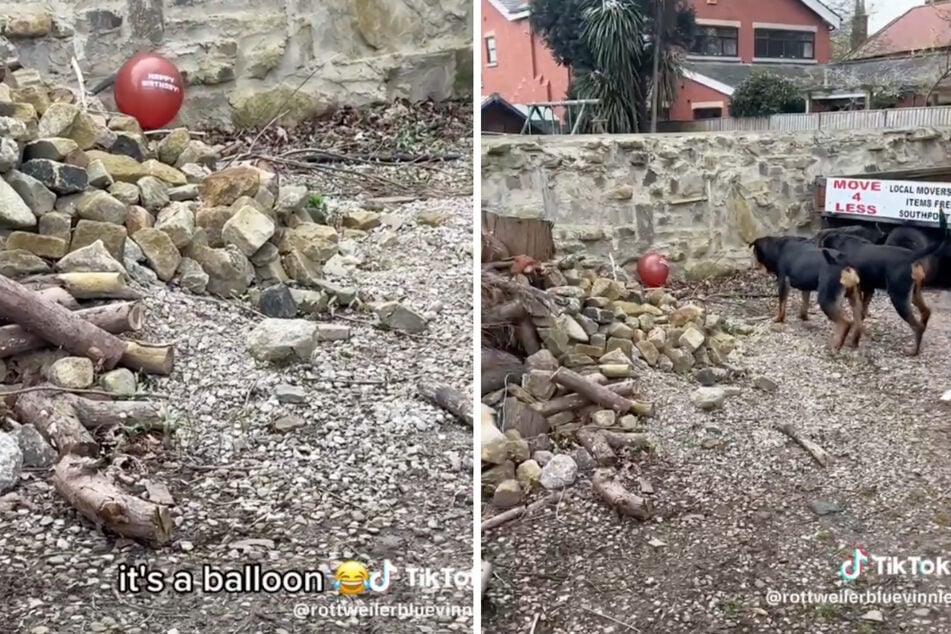 The TikTok clip showed the creepy intruder was a red balloon, but Blue, Vinnie, and their owner didn't dare to get any closer!