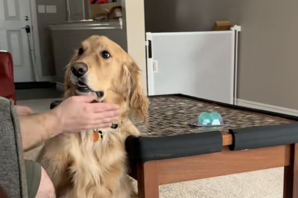 Will this hilarious dog soon be seen more often on TikTok?