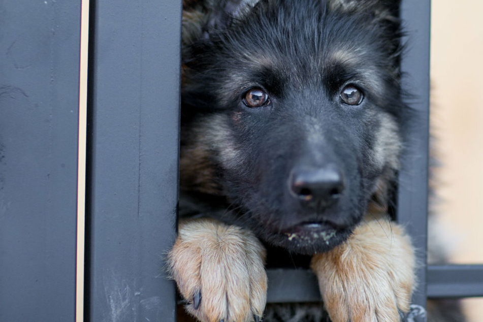 Dog who lost his owner in a fire gets happy ending