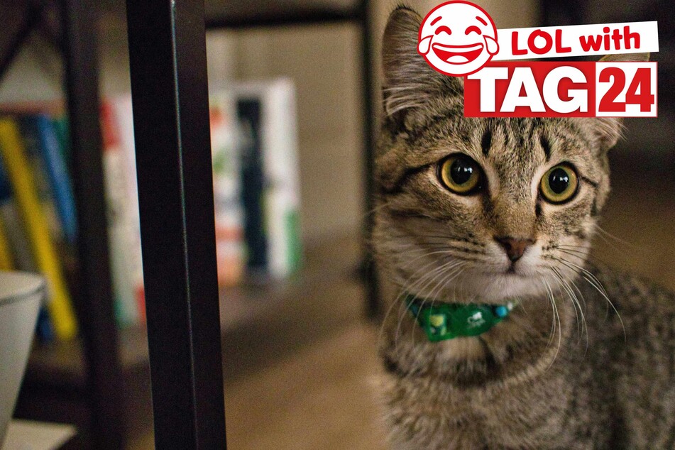 Joke of the Day for June 29, 2024: Get your funny on for Caturday