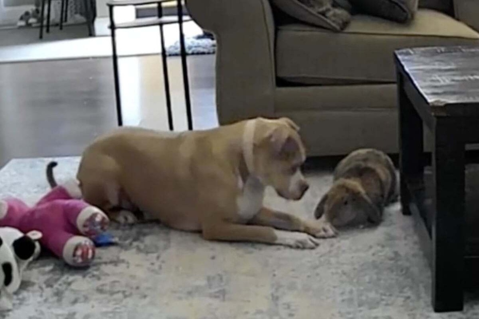 When a woman watches her animals on the pet camera, she is amazed to see what her dog and rabbit are up to in her absence!