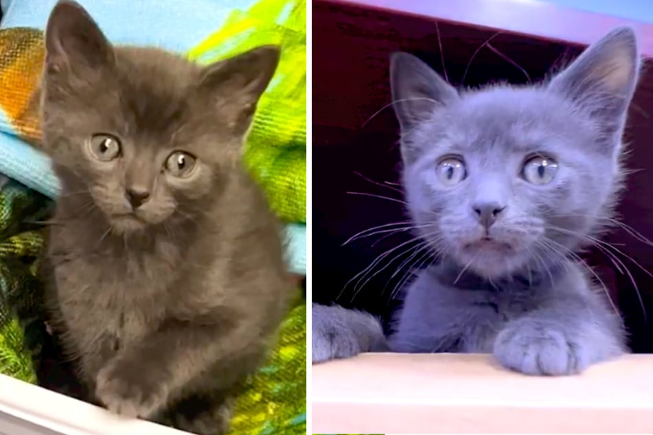 Kitty gets cat-napped at Brooklyn bodega