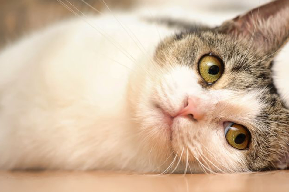 Family gets a jaw-dropping call 14 years after cat disappeared