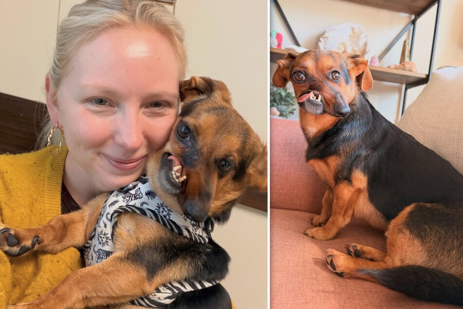 Dachshund with a crooked jaw faces another heartbreak – then comes an emotional surprise