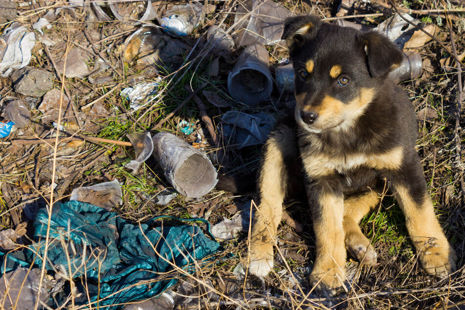 Dog owner caught on camera dumping puppies in the trash!