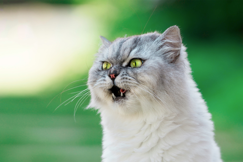 Do cats get the hiccups?