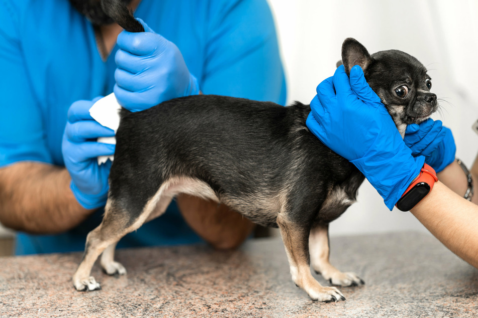 If your dog's anal sacks are full, they will itch intensely.