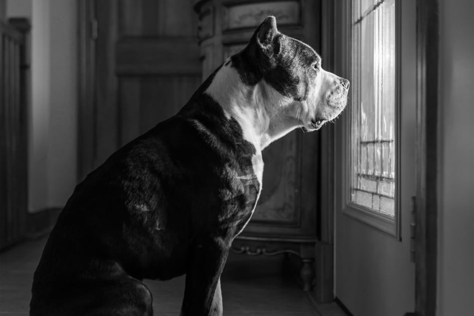 Guard dogs pose a serious hazard to small children, so avoid them when adopting a family dog.