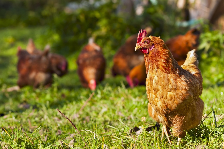 Police seize 70 roosters at suspected cockfighting operation in Los Angeles