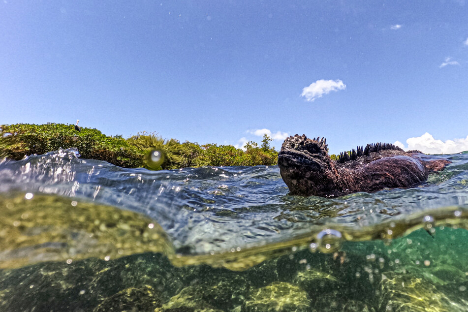 Darwin's Galapagos island species still at risk despite protections