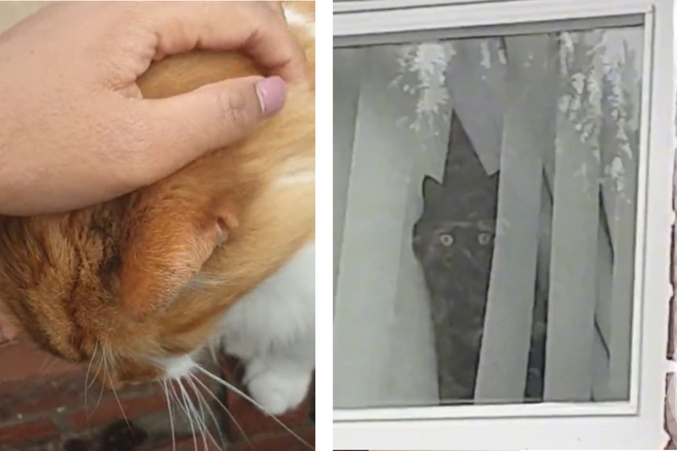 Cat catches owner petting someone else and its dramatic reaction is priceless