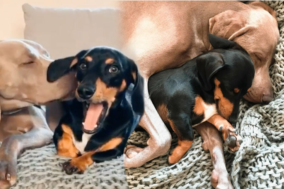 Puppy was afraid of other dogs until a new friend entered his life