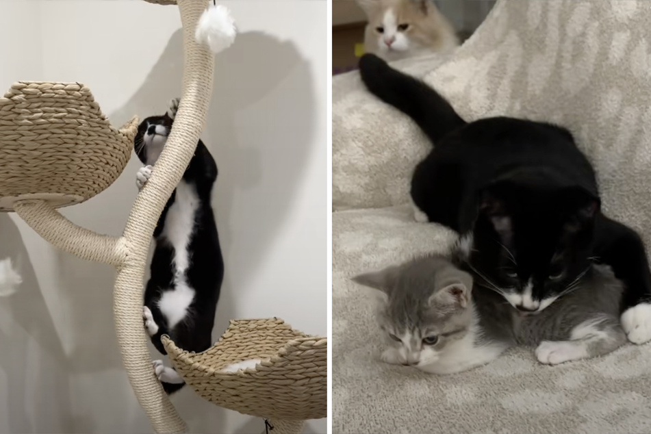 Mozart soon began to play, climb his scratching post, and make friends with the other cats in the family.