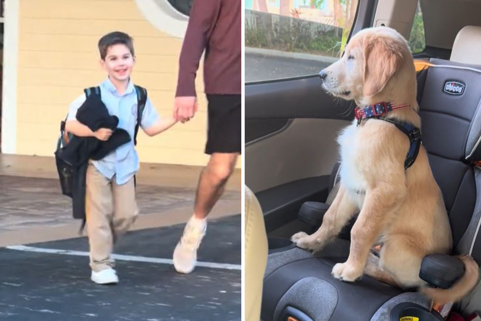 TikTok can't get over puppy's reaction to picking up favorite human from school