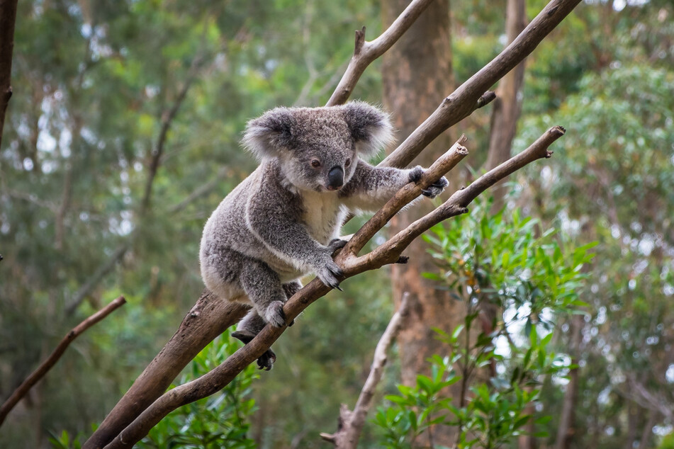 Australia's teenage 'koala whisperer' gets her own Netflix show