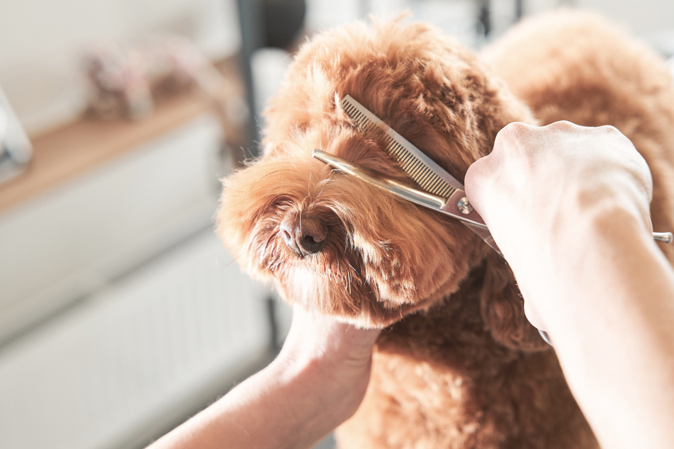 Dog owner Chanelle implores pet groomers to take more care so that animals can end up going back home to their owners.