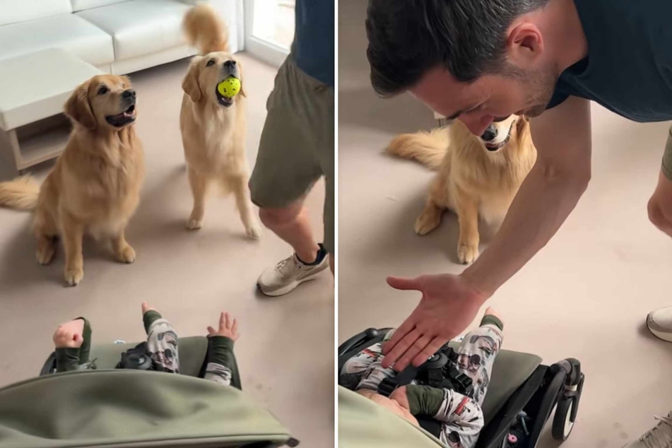 Dogs Ellie and Emma are here to show their little bro how it's done.