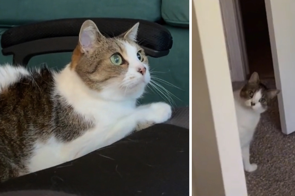 This cat can't start its day without watching cartoons
