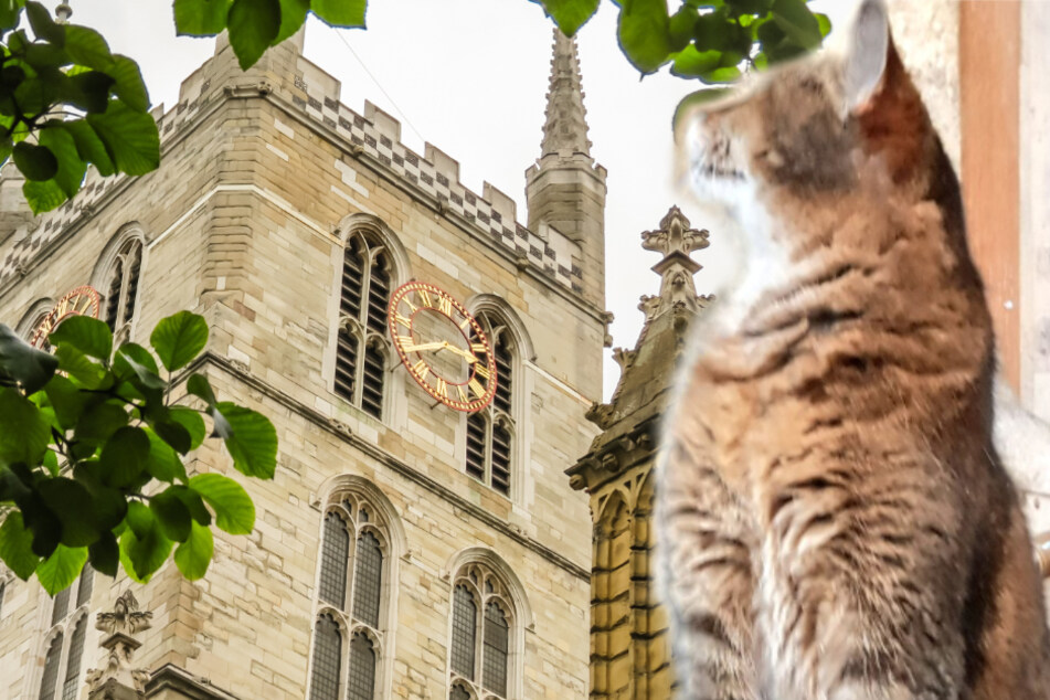 London cathedral holds heart-breaking service for its furry resident