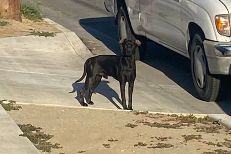This dog turned out to be a tough nut.
