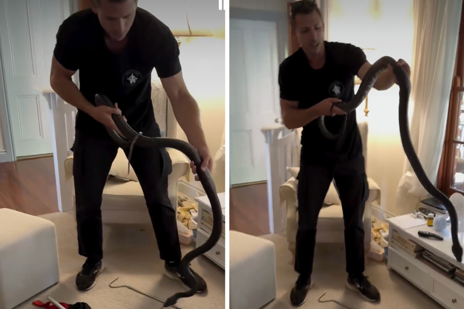 Snake expert comes running after family makes horror-filled find in living room!
