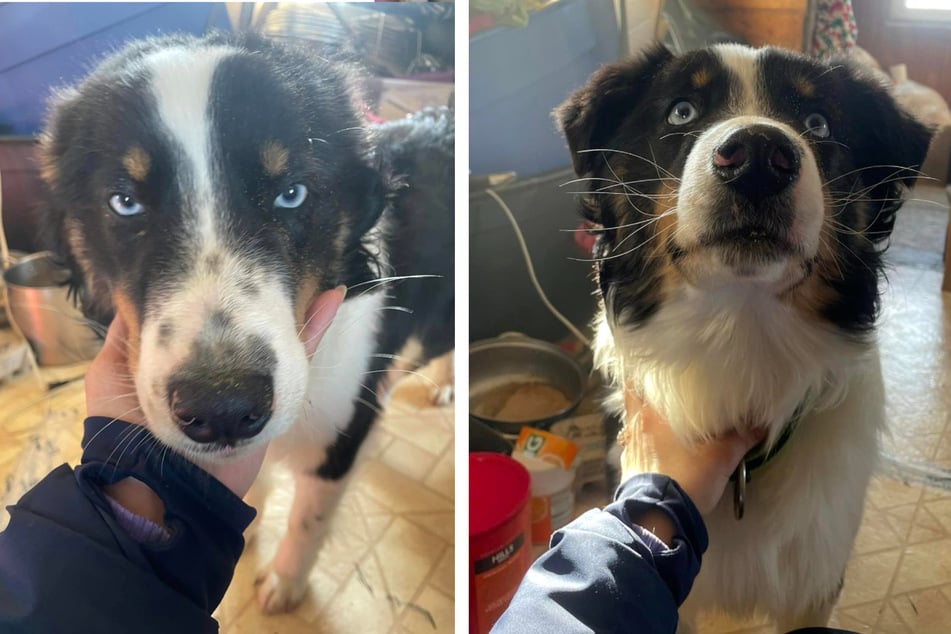 "Polar bear" dog disappears in epic cross-sea adventure – then a text message changes everything