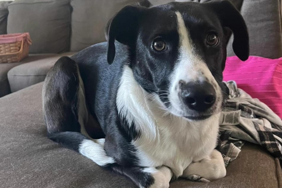 Avka the dog sits like a cat in the "loaf of bread" position!