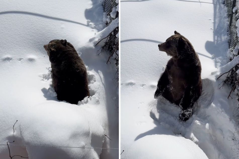 After all the effort of poking through the snow from his hibernation, Boo looked visibly exhausted, and had to sit down and rest.