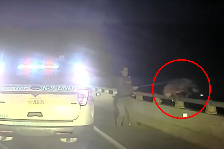 Florida police dog leaps off bridge in dramatic video – then his partner steps in